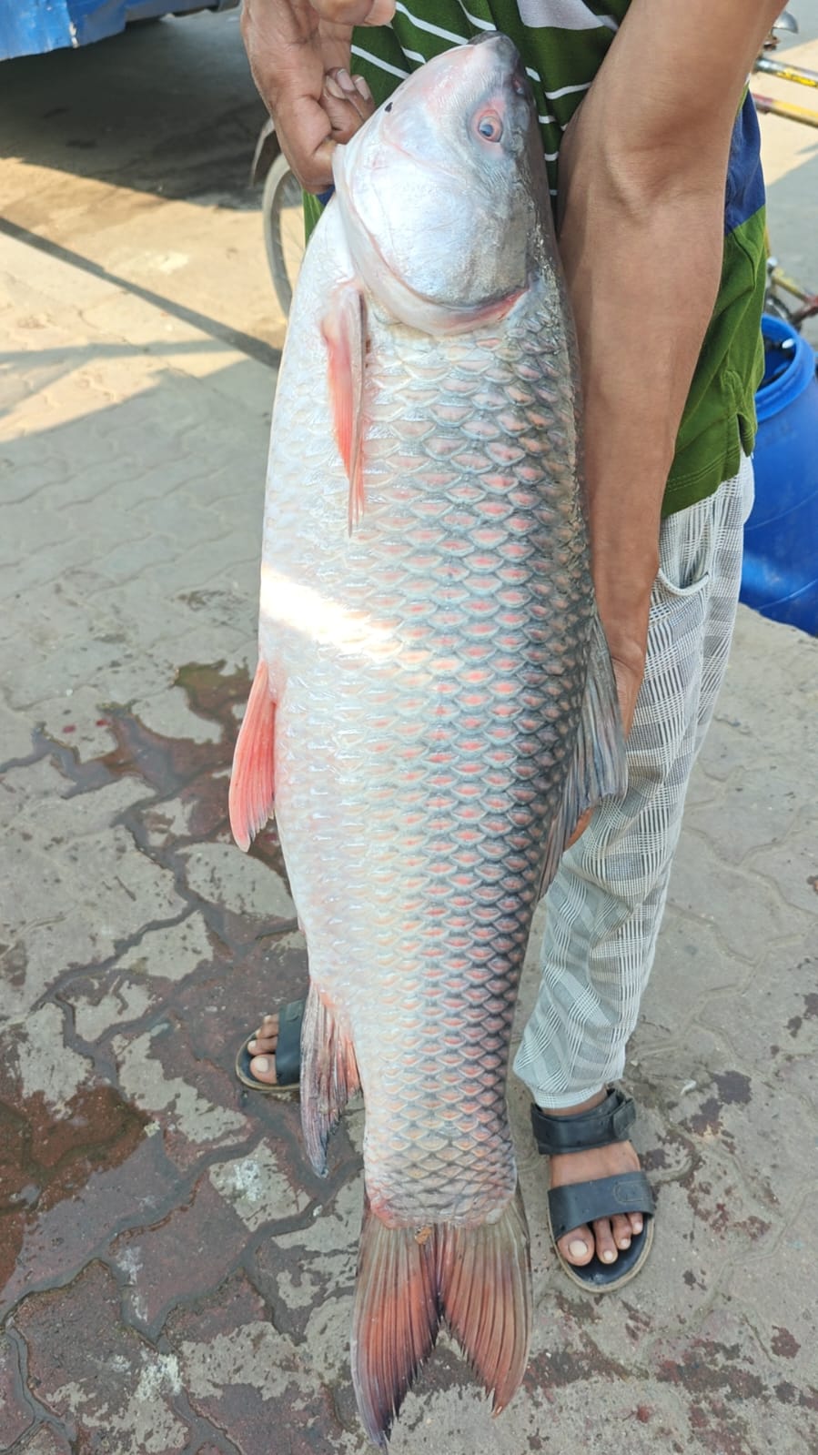 River Fish